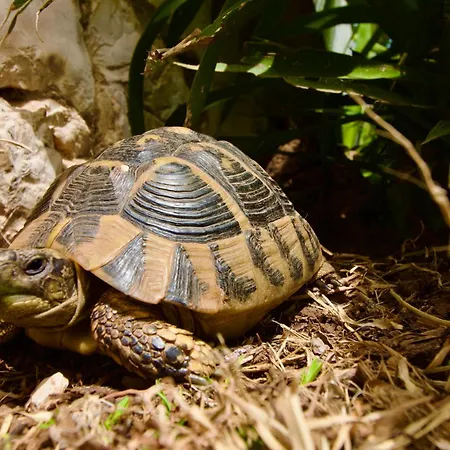 Joya Vilă Makriotika